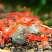 SunGrow Shrimp Rocks for Crayfish, Hermit Crab, Snails, Aquarium Decor, Crystal Red, Amano, Ghost Shrimps, Nano Tank Accessories