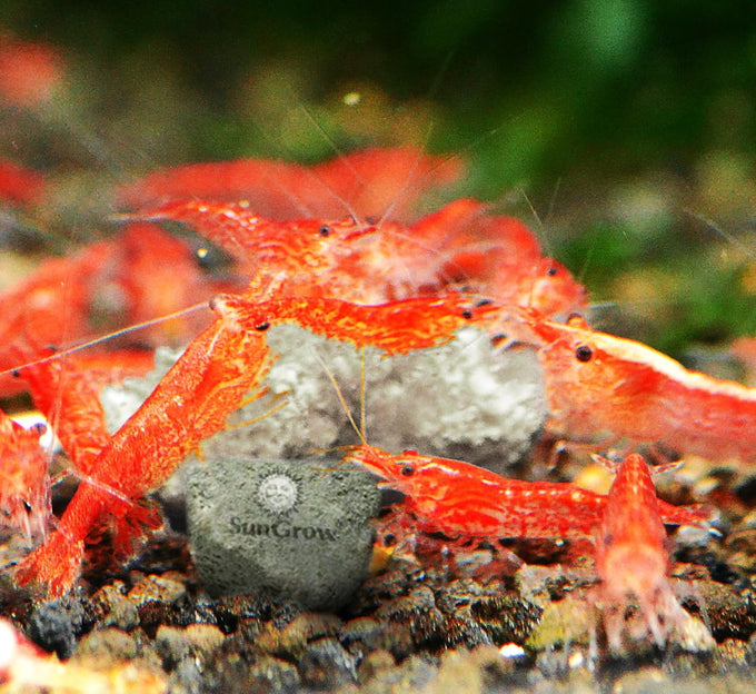 SunGrow Shrimp Rocks for Crayfish, Hermit Crab, Snails, Aquarium Decor, Crystal Red, Amano, Ghost Shrimps, Nano Tank Accessories