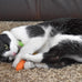 ourpets 100-percent north american catnip filled carrot cat toy 24k gold