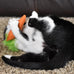 ourpets 100-percent north american catnip filled carrot cat toy 24k gold