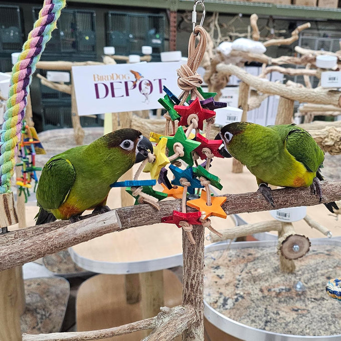 Wood stars & leather toy for small to medium parrots, bird toys for sun conures, green cheeked conures, cockatiels, and more