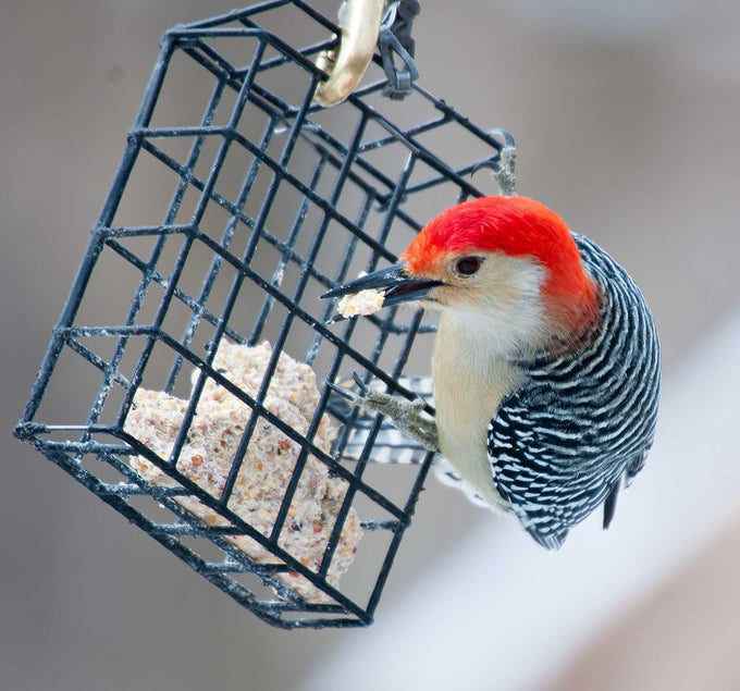 st albans bay suet plus 10 pack variety high energy wild bird suet cakes 11 oz easy-open