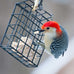 st albans bay suet plus 10 pack variety high energy wild bird suet cakes 11 oz easy-open
