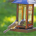 Wagner's 52023 black oil sunflower seed bird food, 5-pound USA-made bag, attracts small birds