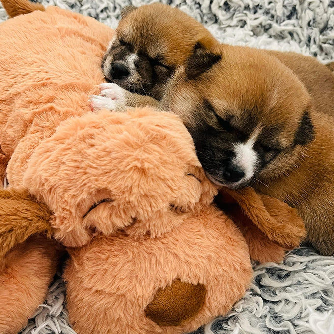 Snuggle Puppy original heartbeat toy biscuit with real-feel pulse & heat pack for puppy anxiety & crate training