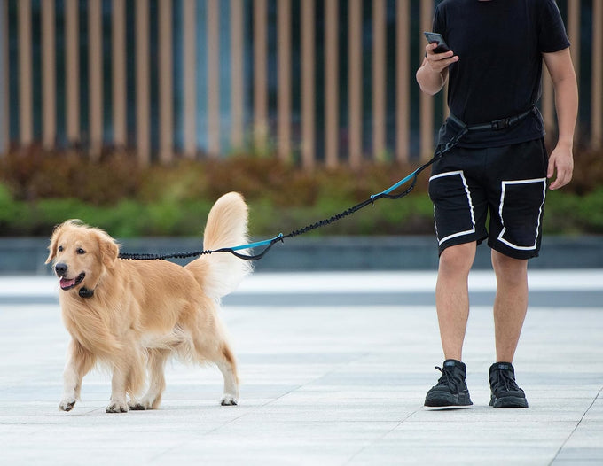iYoShop hands-free dog leash with zipper pouch for walking jogging and running dogs (Large, 25-120 lbs, Black)