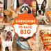 Davie's 100% Natural Sweet Potato Dog Chews, Low Fat, Low Allergenic, 1 lb. Bag