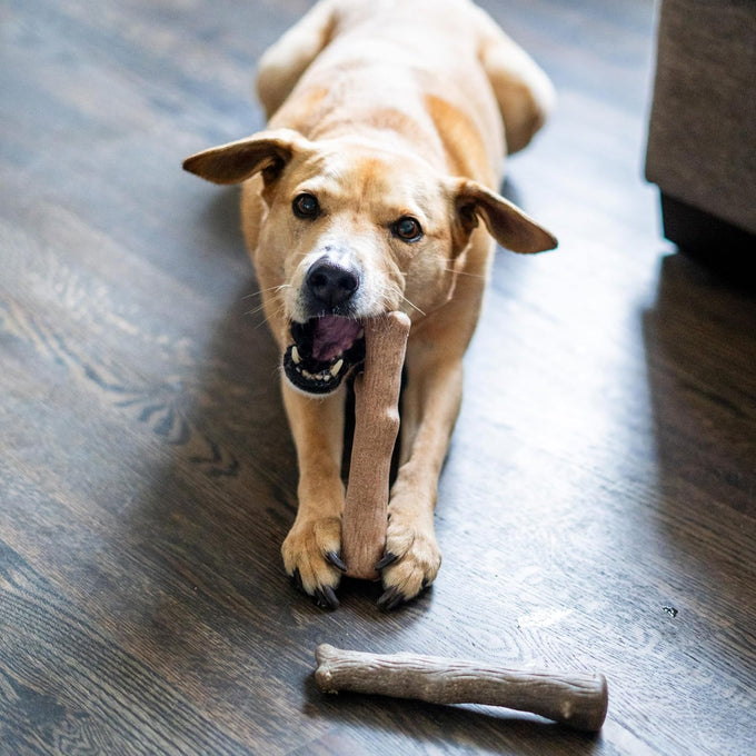 Pupstages Real-Wood Blend Dog Chew Toy for Moderate Chewers, 2-Pack, Medium, 7.5" (Natural & Hemp Flavors)