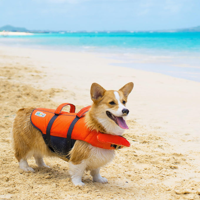 Outward Hound Granby Splash Orange Dog Life Jacket, Medium, High-Visibility, Adjustable Fit, Ripstop Material