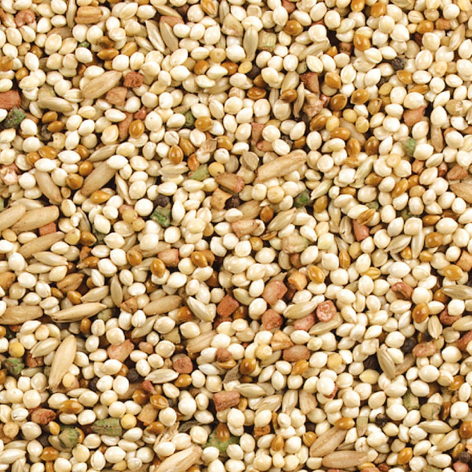 Wild Harvest Daily Blend Nutrition Diet for Parakeet, Canary & Finch, 10 Pounds, Orange Flavor