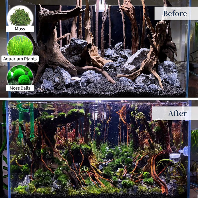majoywoo Natural Coral Driftwood Assorted Branch 6-10" 3 Pcs Aquarium Decor Reptile Decorations