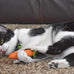 ourpets 100-percent north american catnip filled carrot cat toy 24k gold