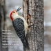Pennington 100% Shelled Peanut Pieces, 5 pounds, Excellent Wildlife Attraction and Energy Source