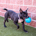 jolly large ocean blue dog soccer ball toy floating-bouncing durable made usa