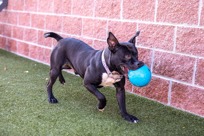 jolly large ocean blue dog soccer ball toy floating-bouncing durable made usa
