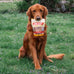Farm To Pet Single Ingredient Chicken Dog Training Treats 4 oz Lean All Natural Healthy Made in USA
