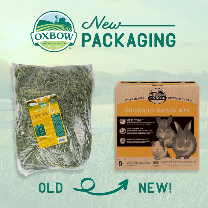 oxbow all natural orchard grass guinea pig hay, small pet rabbit supplies, premium quality, usa grown