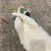 3" colorful springs cat toys, 10-pack, multi-color, bouncy coils for indoor cats and kittens