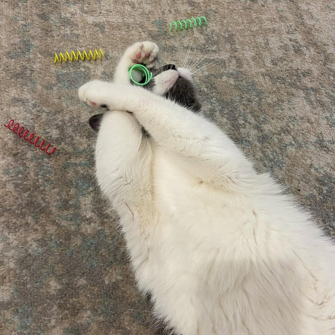 3" colorful springs cat toys, 10-pack, multi-color, bouncy coils for indoor cats and kittens