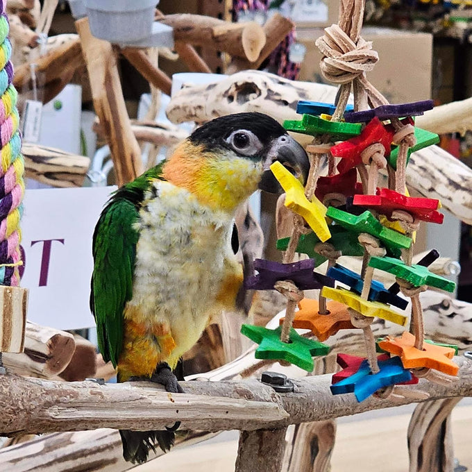 Wood stars & leather toy for small to medium parrots, bird toys for sun conures, green cheeked conures, cockatiels, and more