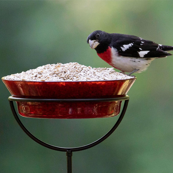 Audubon Park 5-Pound Bag Sunflower Hearts & Chips Wild Bird Food Attracts Finches and More No Mess Sunflower Seeds for Birds