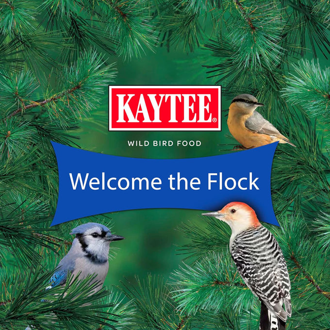 Kaytee shelled peanuts for cardinals, blue jays, and woodpeckers, 11 pounds, high-energy wild bird food