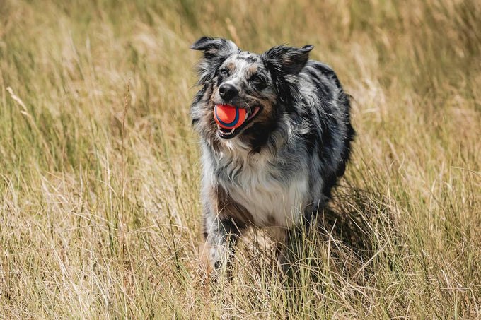 Chuckit! Ultra Ball Dog Toy - Medium Rubber Bouncy Fetch Balls for 20-60 lb Dogs - 2.5-inch Diameter, Pack of 2