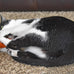 ourpets 100-percent north american catnip filled carrot cat toy 24k gold