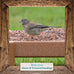 Morning Song Dove & Ground Feeding Wild Bird Seed, 12 lb for Dove, Quail, Pigeon & Songbirds Outside Feeders