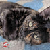 Fromm Four-Star Nutritionals Duck A La Veg Premium Dry Cat Food - Duck Recipe - 10 lb Bag