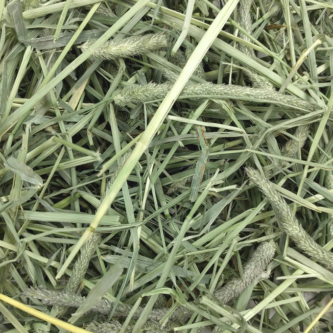 Oxbow Western Timothy Hay for Small Pets - High Fiber for Digestive Health and Dental Support - 40 oz Bag - All-Natural Grass Hay for Rabbits Guinea Pigs Chinchillas