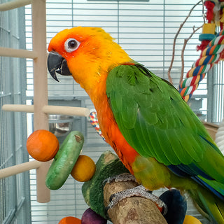 Birds Toys
