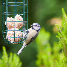 Birds Foods
